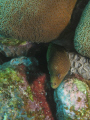   This photo eel was taken Curacao boat dive. used Canon DS550 Ikelite housing. dive housing  
